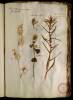  Fol. 18 

Taxus Turcarum ex quo fiunt sagittae. Malva crispa. Leucoium alpinum. Haemerocallis sive Martagon foemina